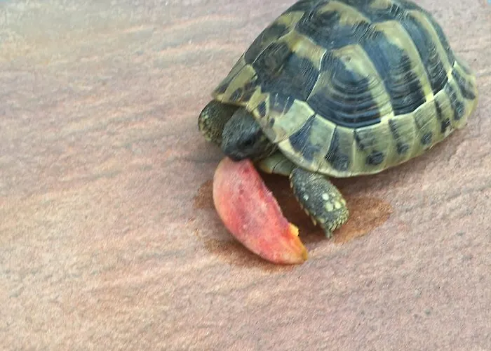 Apartamento Vaya & Platamonas