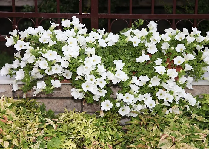 Apartament Vaya & Platamonas